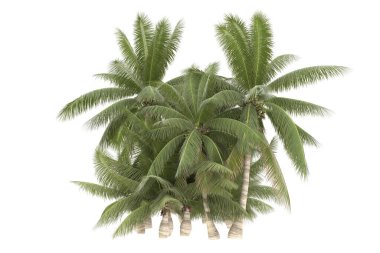 Tropical forest isolated on white background. 3d rendering - illustration