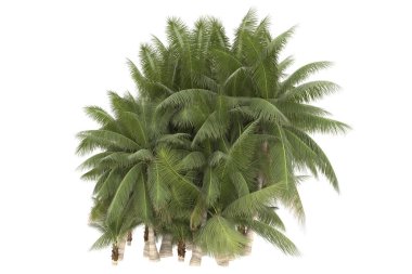 Tropical forest isolated on white background. 3d rendering - illustration