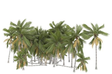 Tropical forest isolated on white background. 3d rendering - illustration