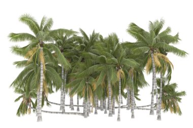 Tropical forest isolated on white background. 3d rendering - illustration