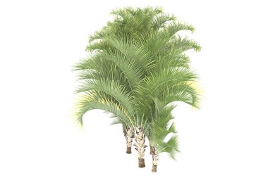Tropical forest isolated on white background. 3d rendering - illustration