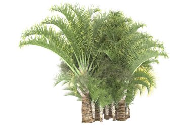 Tropical forest isolated on white background. 3d rendering - illustration