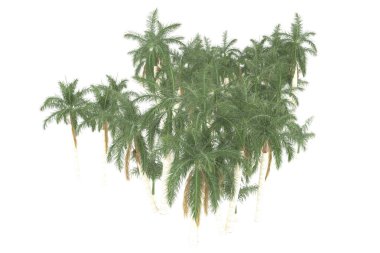 Tropical forest isolated on white background. 3d rendering - illustration