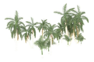 Tropical forest isolated on white background. 3d rendering - illustration
