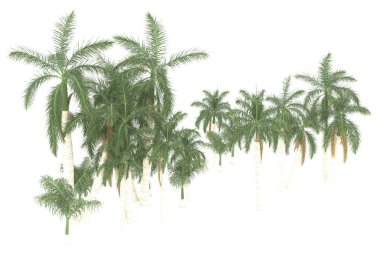 Tropical forest isolated on white background. 3d rendering - illustration