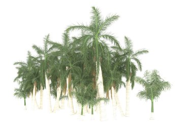 Tropical forest isolated on white background. 3d rendering - illustration