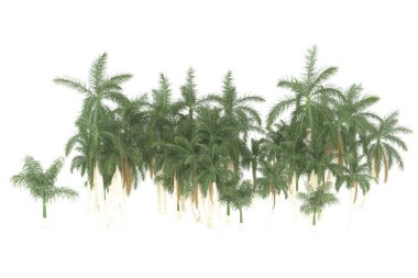 Tropical forest isolated on white background. 3d rendering - illustration