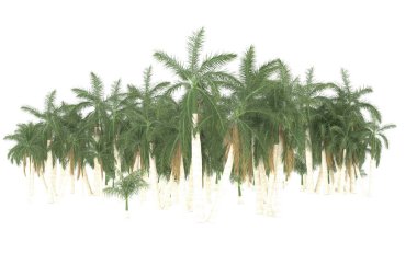 Tropical forest isolated on white background. 3d rendering - illustration
