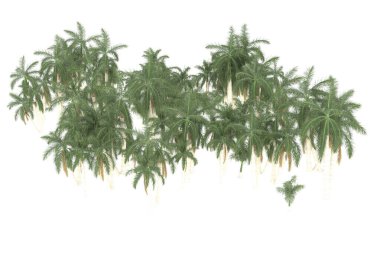 Tropical forest isolated on white background. 3d rendering - illustration