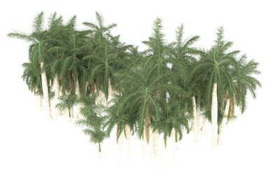 Tropical forest isolated on white background. 3d rendering - illustration