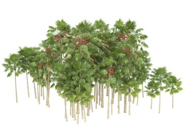 Tropical forest isolated on white background. 3d rendering - illustration