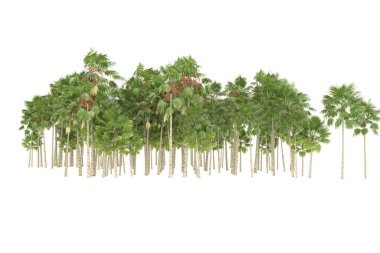 Tropical forest isolated on white background. 3d rendering - illustration