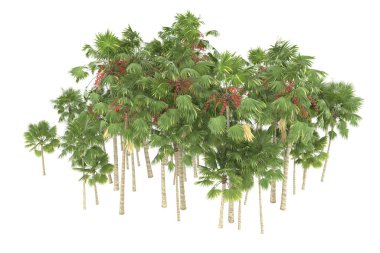 Tropical forest isolated on white background. 3d rendering - illustration