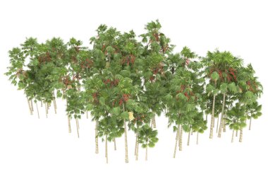 Tropical forest isolated on white background. 3d rendering - illustration