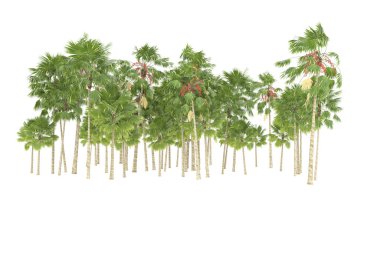 Tropical forest isolated on white background. 3d rendering - illustration