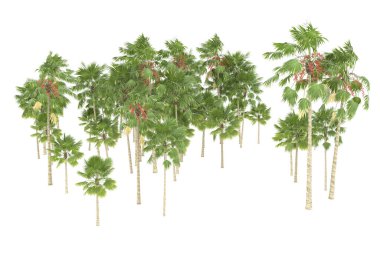 Tropical forest isolated on white background. 3d rendering - illustration