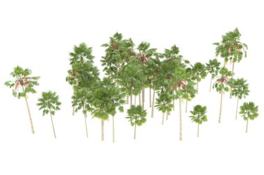 Tropical forest isolated on white background. 3d rendering - illustration
