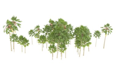 Tropical forest isolated on white background. 3d rendering - illustration