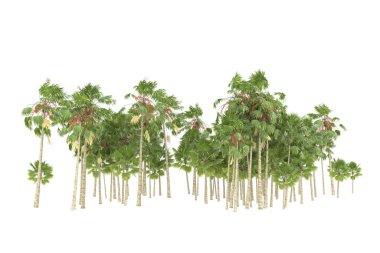 Tropical forest isolated on white background. 3d rendering - illustration