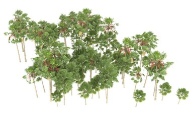 Tropical forest isolated on white background. 3d rendering - illustration