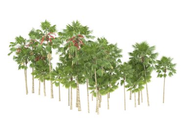 Tropical forest isolated on white background. 3d rendering - illustration