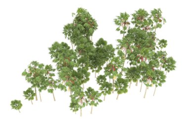 Tropical forest isolated on white background. 3d rendering - illustration