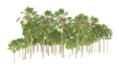 Tropical forest isolated on white background. 3d rendering - illustration