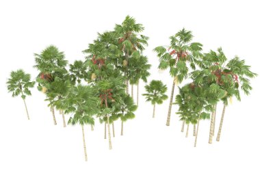 Tropical forest isolated on white background. 3d rendering - illustration