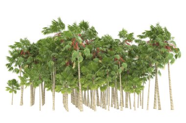 Tropical forest isolated on white background. 3d rendering - illustration