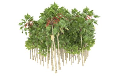 Tropical forest isolated on white background. 3d rendering - illustration
