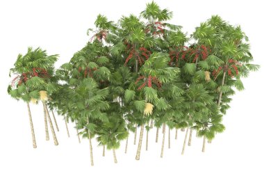 Tropical forest isolated on white background. 3d rendering - illustration