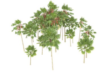 Tropical forest isolated on white background. 3d rendering - illustration