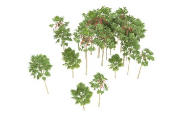 Tropical forest isolated on white background. 3d rendering - illustration