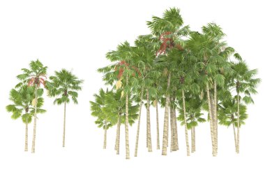 Tropical forest isolated on white background. 3d rendering - illustration
