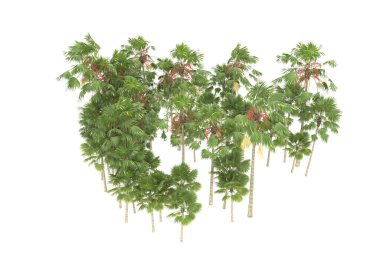 Tropical forest isolated on white background. 3d rendering - illustration