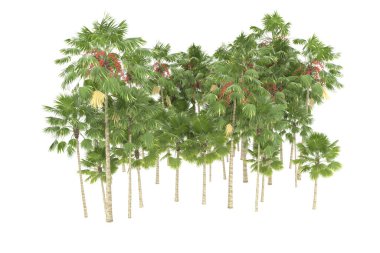 Tropical forest isolated on white background. 3d rendering - illustration