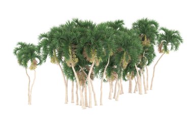 Tropical forest isolated on white background. 3d rendering - illustration