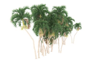 Tropical forest isolated on white background. 3d rendering - illustration