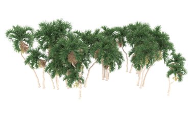 Tropical forest isolated on white background. 3d rendering - illustration