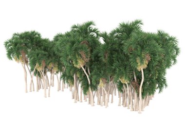 Tropical forest isolated on white background. 3d rendering - illustration