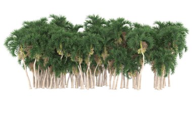 Tropical forest isolated on white background. 3d rendering - illustration