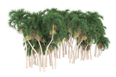 Tropical forest isolated on white background. 3d rendering - illustration