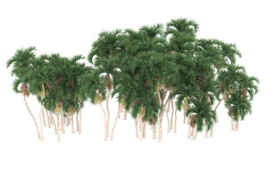 Tropical forest isolated on white background. 3d rendering - illustration