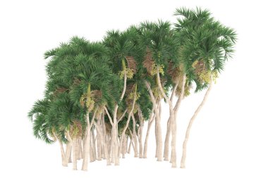 Tropical forest isolated on white background. 3d rendering - illustration