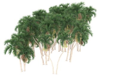 Tropical forest isolated on white background. 3d rendering - illustration