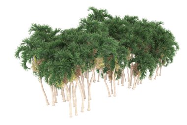 Tropical forest isolated on white background. 3d rendering - illustration