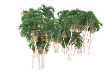 Tropical forest isolated on white background. 3d rendering - illustration