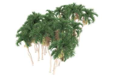 Tropical forest isolated on white background. 3d rendering - illustration