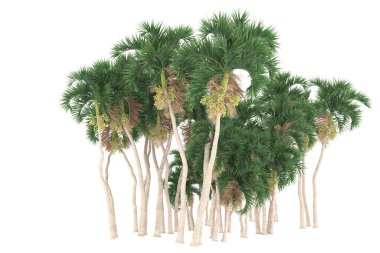 Tropical forest isolated on white background. 3d rendering - illustration