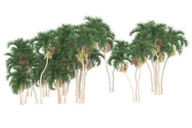 Tropical forest isolated on white background. 3d rendering - illustration